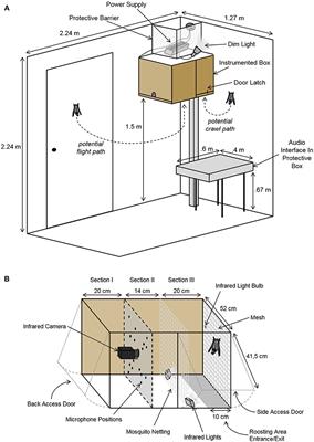 The Vocal Repertoire of Pale Spear-Nosed Bats in a Social Roosting Context